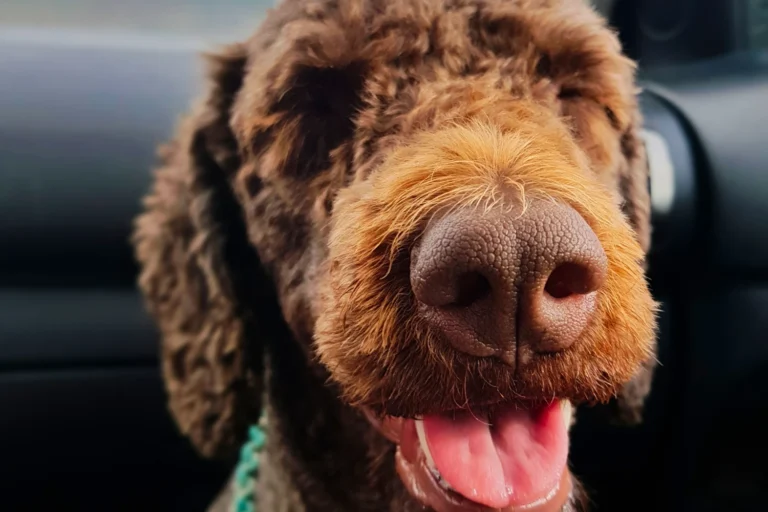 Dog carrier car seat