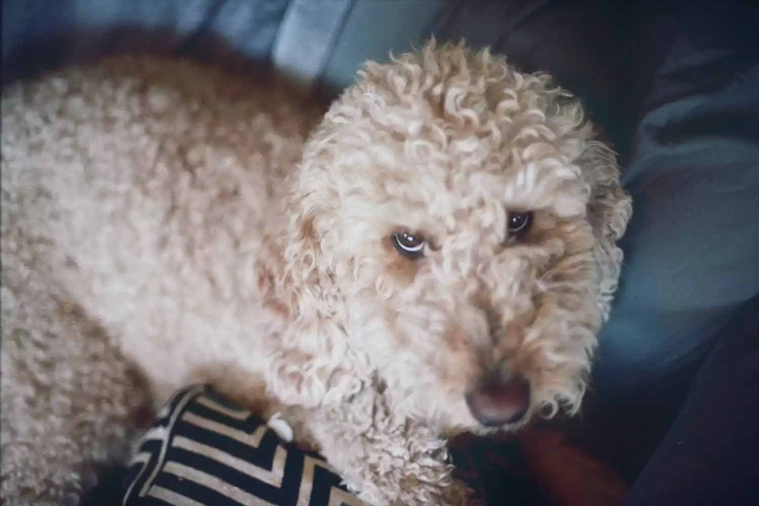 BMW 3 Series Dog Carrier Car Seat for Toy Labradoodle