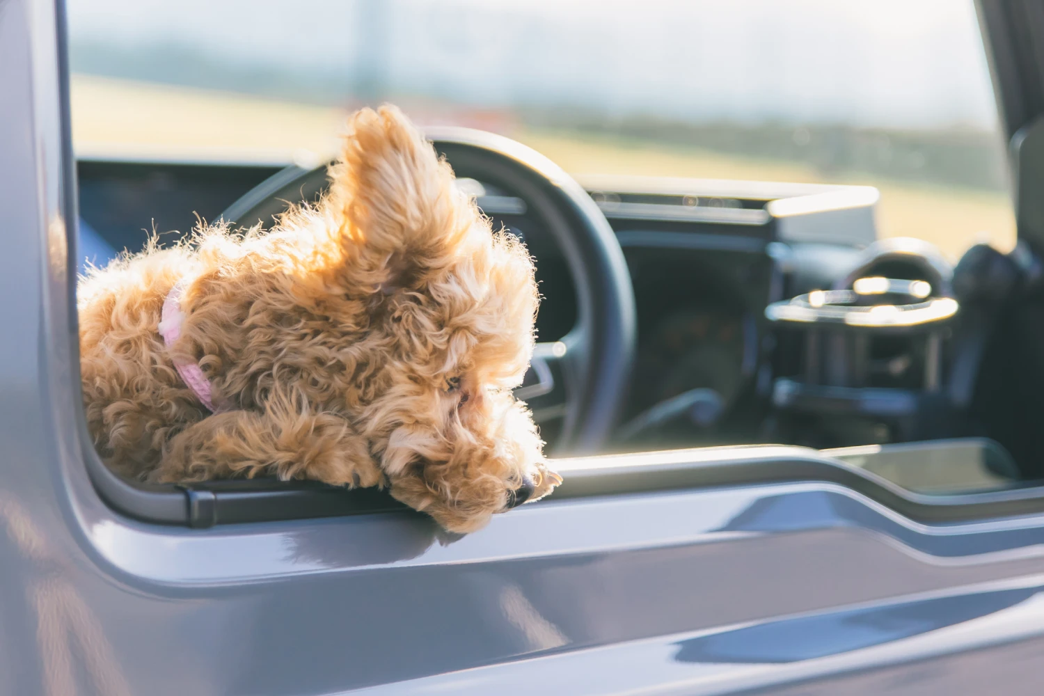 Ford Escape Dog Carrier Car Seat for Toy Pumi