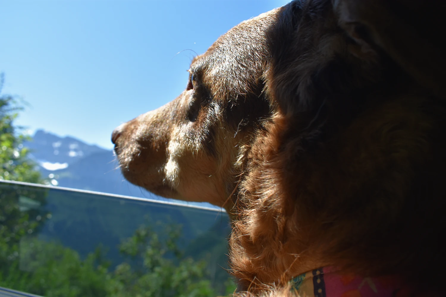 Jeep Wrangler Dog Car Seat for Sussex Spaniels