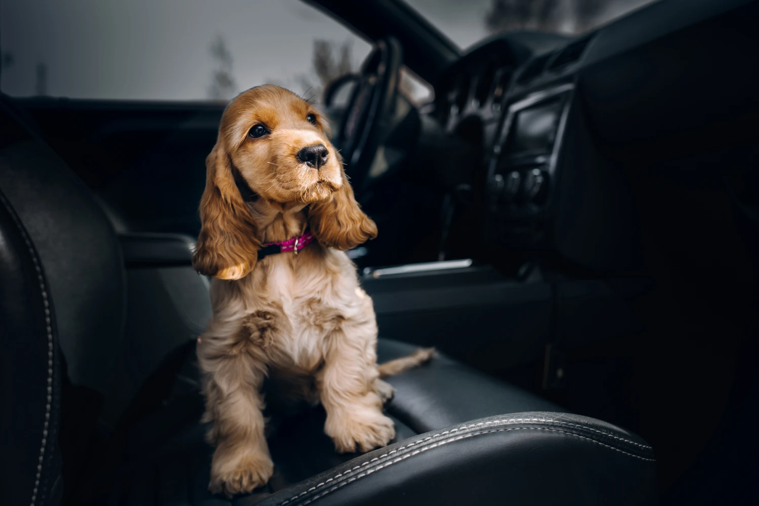 Hyundai Santa Fe Dog Car Seat Belt for Cocker Spaniels